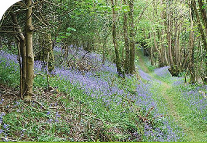 Peregrine Lodge - Idillic Cornwall Retreat Liskeard Exterior foto